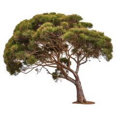 golden wattle tree isolated on white background