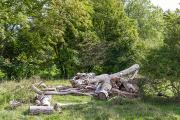 Tree sawdust. Cut trees in a clearing near the forest