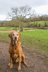 A beautiful Red fox Labrador in a scenic rural setting. Domestic pet dog.