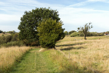 Country road among fields and forests. Rural landscape