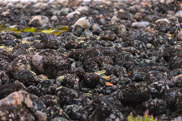 Rocky shoreline with lichen-covered stones and algae patches