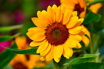 yellow flower in the garden