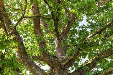 Oak trunk and branches with green leaves