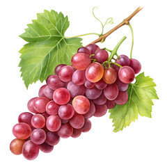 Fototapeta premium Grapes isolated in high resolution for organic produce art, culinary designs, and health-centric project, white background