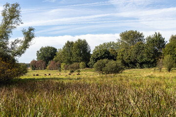Green meadow with sheep near the forest