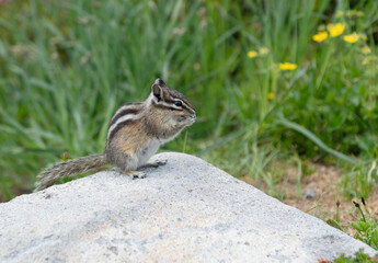 Gopher or squirrel outdoor. Wild animal in nature. Squirrel on the ground. Rodent animal fauna. Rodent animal family. Wildlife nature. Ground squirrel, copy space. Wild squirrel in nature