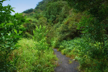 Forest, trees and nature with trail, environment and travel with countryside, woods and plants. Leafs, empty and road with vacation, landscape and sustainability with ecology, adventure and Thailand