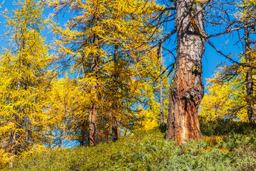 autumnal mountain landscape inside the Alpe Devero, Val D'Ossola, Verbania, Italia