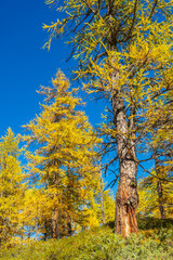 autumnal mountain landscape inside the Alpe Devero, Val D'Ossola, Verbania, Italia