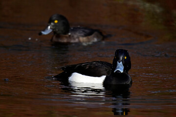 Reiherente - Pärchen // Tufted duck - couple (Aythya fuligula) 