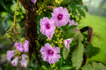 ipomoea flower with green background