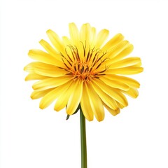 Fototapeta premium A vibrant yellow flower blossoms against a white backdrop.