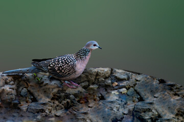 Spotted Dove in the forest of Sinhagadh Valley