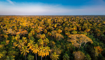woodland cover with many unique tree species palm trees and flowering timber with yellow vegetation the amazon wooded area visible from above