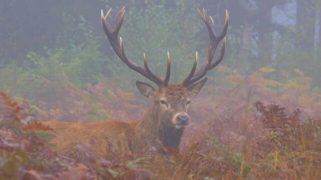 Red deer stag (Cervus elaphus) rutting bellow roar call amongst bracken ferns in heavy mist