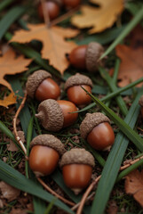 Acorns scattered among vibrant autumn leaves on a bed of greenery in a peaceful outdoor setting during fall
