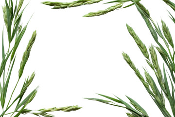 Obraz premium PNG Lush Green Fern Frame on Black Background, transparent background