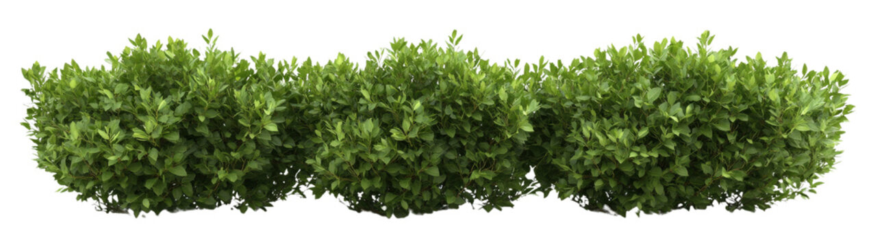 PNG Row of Spherical Green Bushes in a Garden, transparent background