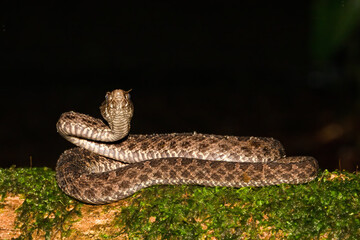 Porthidium ophryomegas, Slender hognosed pitviper, is a venomous species found in Central America