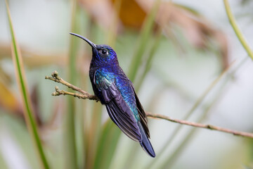 Campylopterus hemileucurus, the violet sabrewing, is a species of hummingbird in the emeralds