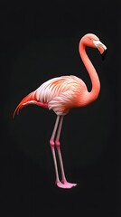 Fototapeta premium Beautiful flamingo isolated on a black background 
