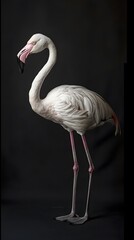 Obraz premium Beautiful flamingo isolated on a black background 