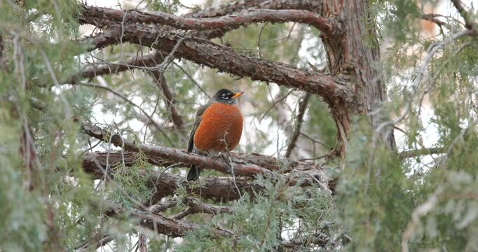 American Robin Sitting on a Branch