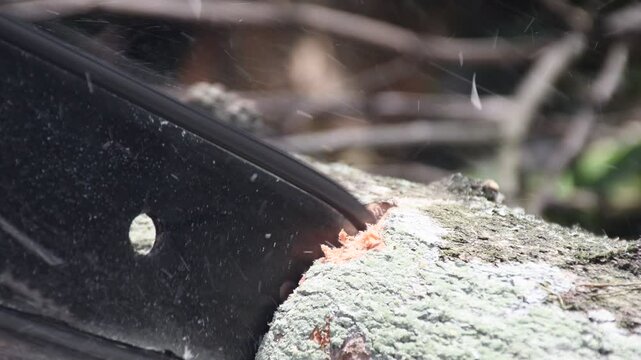 wood sawmill, Chainsaw cutting wood logs, Wood Sawmill in Action, Lumberjack Sawing Logs. High quality 4k footage