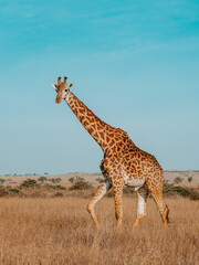 giraffe in the Serengeti, Tanzania