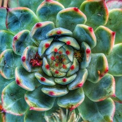 Sempervivum tectorum, the common houseleek or hen and chicks, is a species of flowering plant that has fleshy pointed leaves and beautiful color and pattern in the garden.
