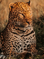 close up of leopard in Serengeti, Tanzania.