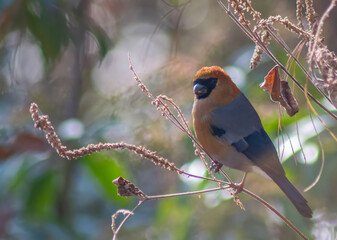bird known as red-headed bullfinch in Bhutan