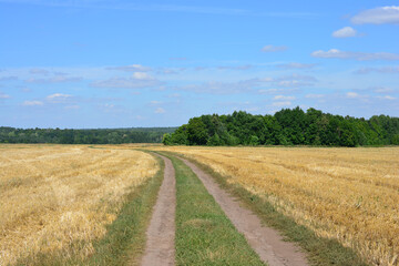 Country Road through Wheat Field with a forest and blue sky