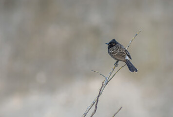 Red vented bulbul sitting on a branch in Bhutan