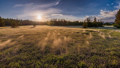 Obraz premium 花粉が舞っている様子