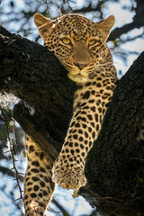leopard in a tree in Serengeti, Tanzania
