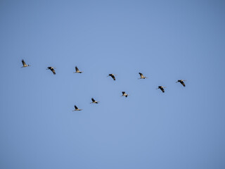 Flying cranes against blue sky. Silhouette of birds flying. Flight, migration of a flock of birds. cranes fly away to warmer climes © AFilipczuk