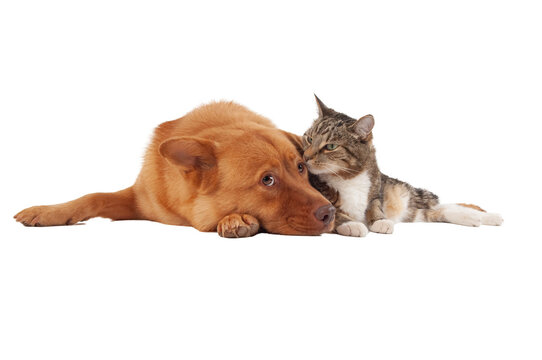 Loving Cat and Dog Lying Together on Transparent Background