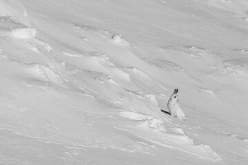 Mountain hare (Lepus timidus) in its white winter coat on the mountainside, Cairngorms, Scotland