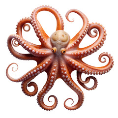 Obraz premium Stunning orange octopus detailed closeup studio shot on sea red eye head on transparent background