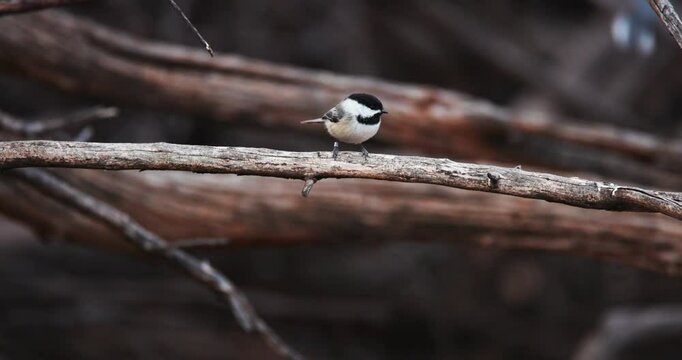Black Capped Chickadee on a Branch Then Flys Away