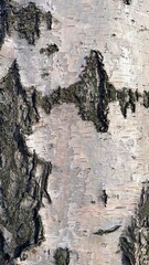 Birch tree (betula) bark texture vertical background, nature wooden backdrop, black and white pattern. Types of trees, botanical species concept