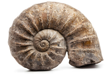 Ancient shell ammonite (saligram) isolated on white background