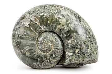 Ancient shell ammonite (saligram) isolated on white background