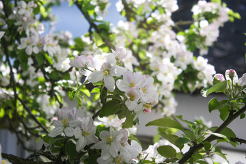 Apfelblüte