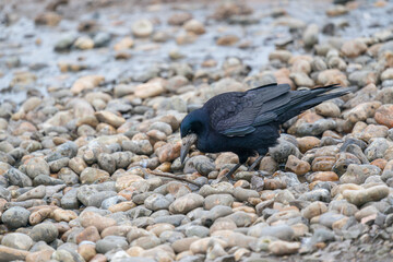 Rook, Corvus frugilegus, searching for food on an estuary shoreline.