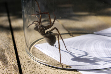 Spinne gefangen