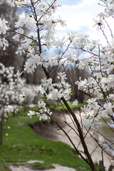 Large white magnolias against a blue sky. White magnolias are in full bloom