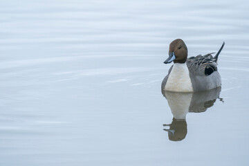 Northern Pintail, Anas acuta, wintering in Gloucestershire UK