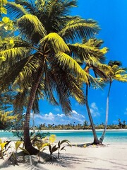 palm trees on the beach